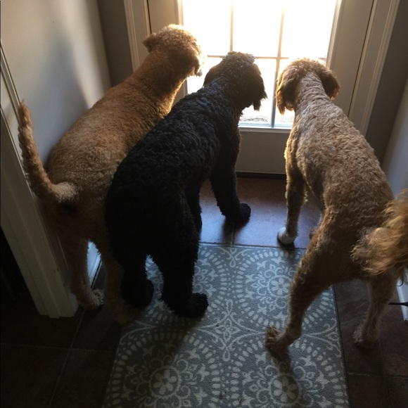 Meet your Posher, Krista - Picture 6 of 7